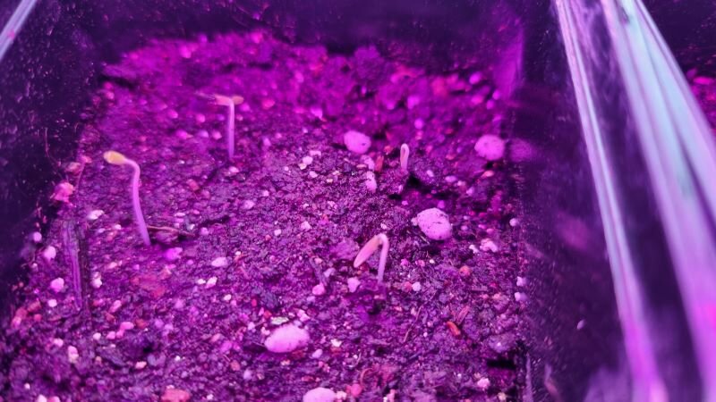 Легкие советы по борьбе с вытянувшимися всходами томатов