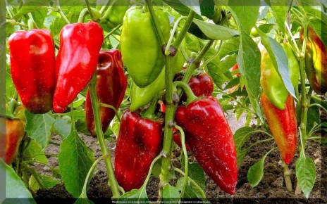 ����� ����� - ����� �������: �������� �� ��������� ����� �������� �� ���������� ��������. ����� 5