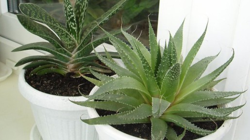 ��� ���������� ��������� �������� ������ �� �� �������� � �������