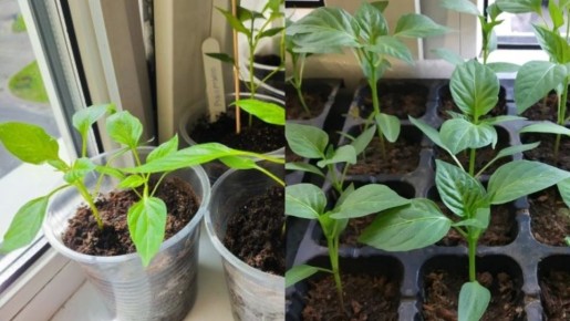 ����������� �������� ����� ��� �������� ����� ������� �����