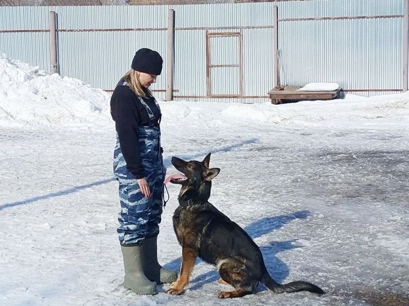 Студенты колледжей посетили с экскурсией Центр кинологической службы УМВД России по Курганской области Студенты колледжей посетили с экскурсией Центр кинологической службы УМВД России по Курганской области