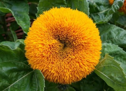 Как выбрать идеальные опоры для ваших высоких и вьющихся цветов