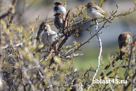 Летают по светофорам, умеют вскрывать пакеты: чем интересны самые неинтересные птицы?