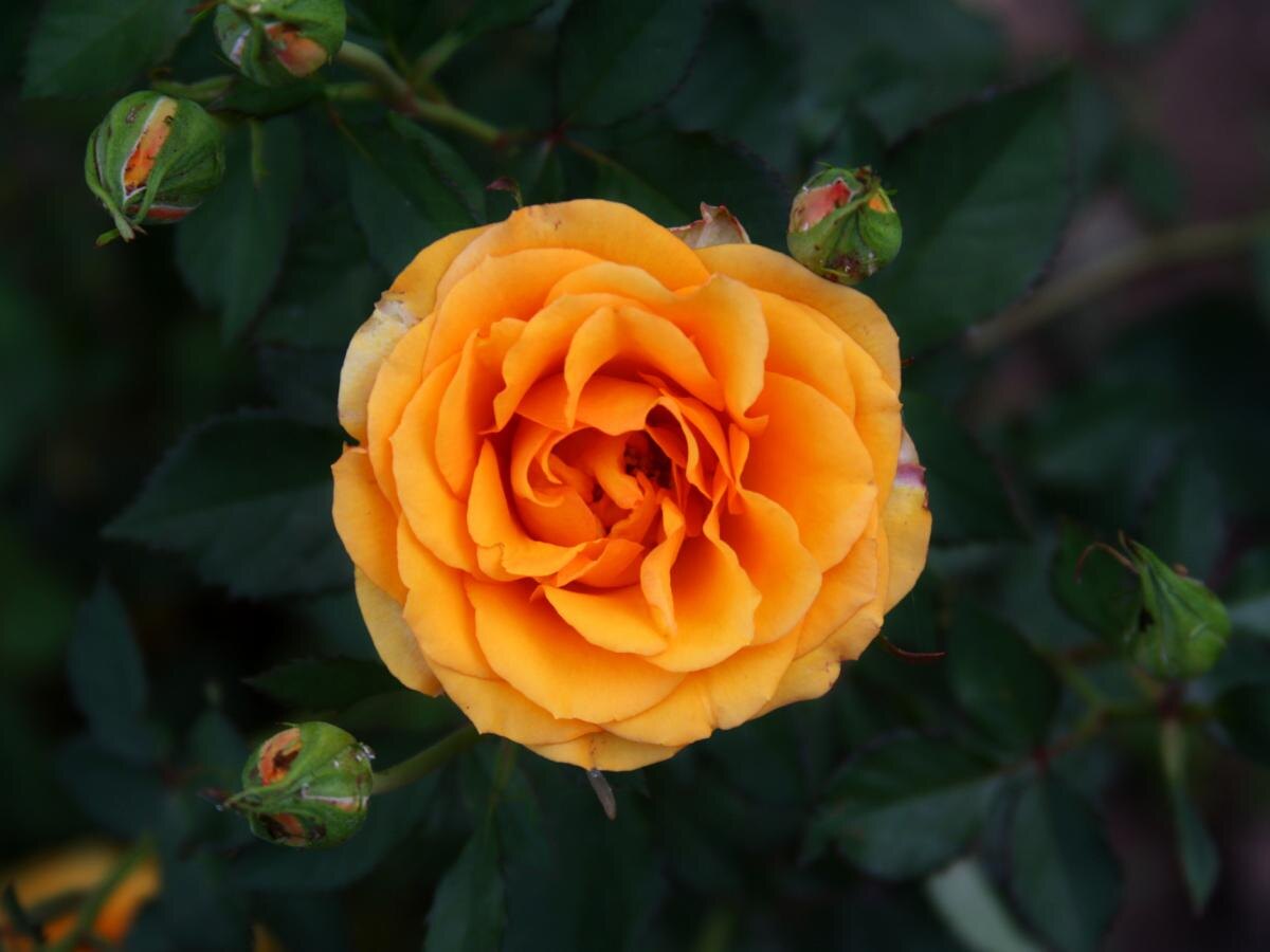 Как ухаживать за розами после цветения: секреты успешной обрезки и подкормки