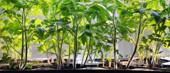 Причины, по которым рассада вытягивается