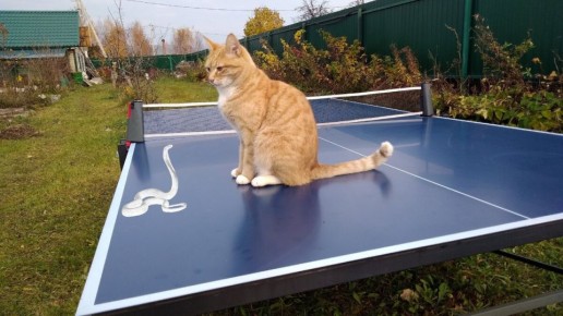 Как глисты могут попасть к домашнему коту: мифы и реальность