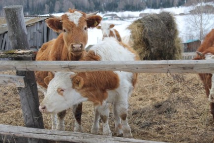 Коровы или козы: что выбрать для своего подворья?