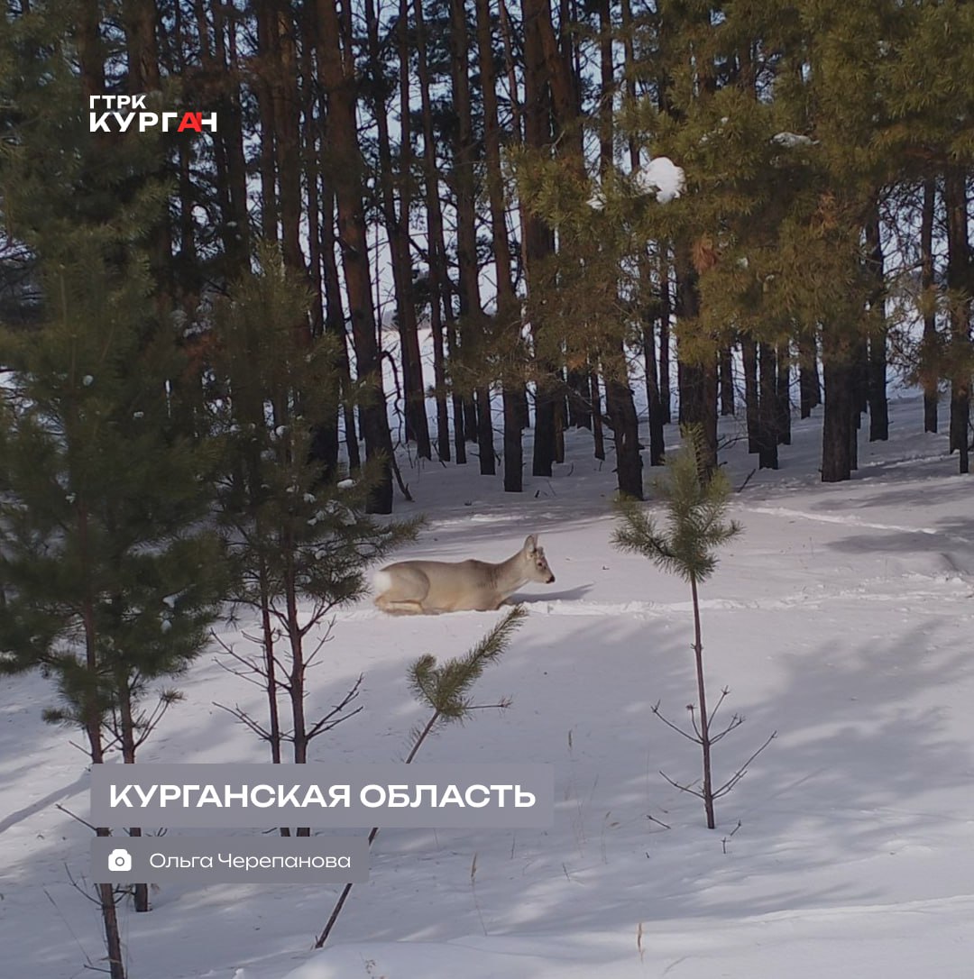 Доброе утро, зауральцы!. Днём в Кургане обещают облачную погоду и +6 градусов