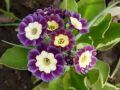����������� Primula Auricula: ��������� ����������� �� ������ �����