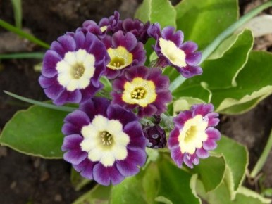 ����������� Primula Auricula: ��������� ����������� �� ������ �����