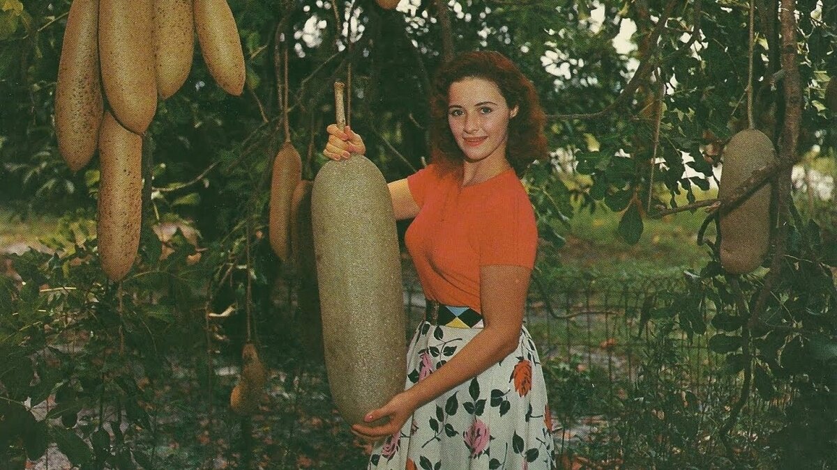 Колбасное дерево: удивительное растение с необычными плодами