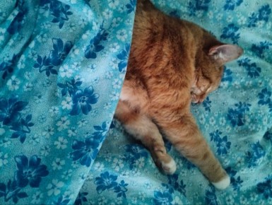 Как справиться с проблемами в саду: ответы на вопросы читателей