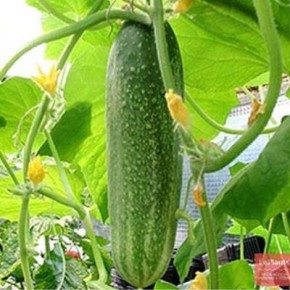 ������ �������: ��� ������� ��������� ������ �����