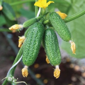 ��������������� ����� �������, ������� ������ �������