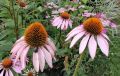 Выращивание эхинацеи: как посадить и размножить это неприхотливое растение