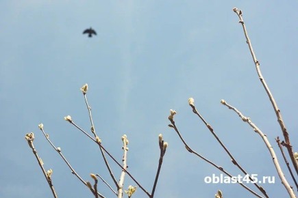 ������ ������������ ����� ���� �������, ����������� ��������� ������ �������