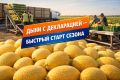 Декларация на дыни: Все, что нужно знать