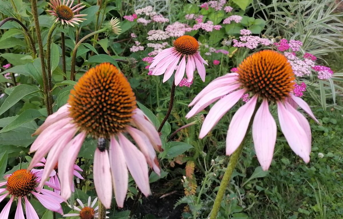 Выращивание эхинацеи: как посадить и размножить это неприхотливое растение