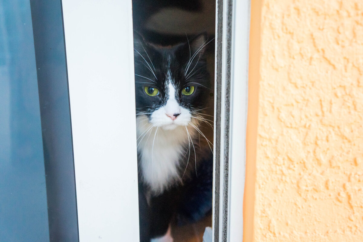 Почему кошки всегда следуют за нами в ванную