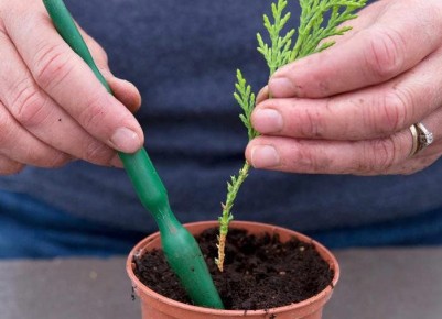 Ошибки, которых следует избегать при посадке хвойных растений