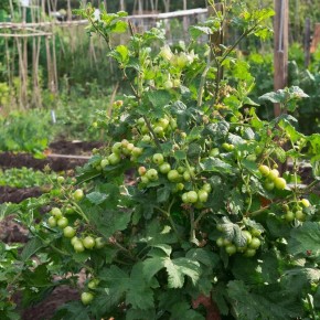 Как заставить крыжовник плодоносить: неожиданные причины отсутствия ягод