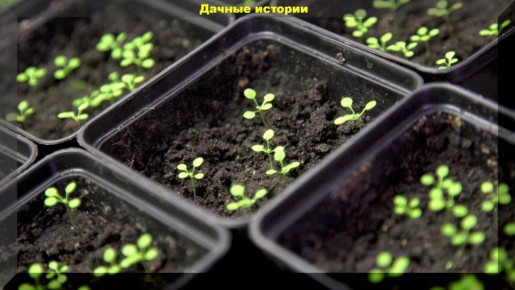 Как вырастить идеальную рассаду петуний: советы для новичков