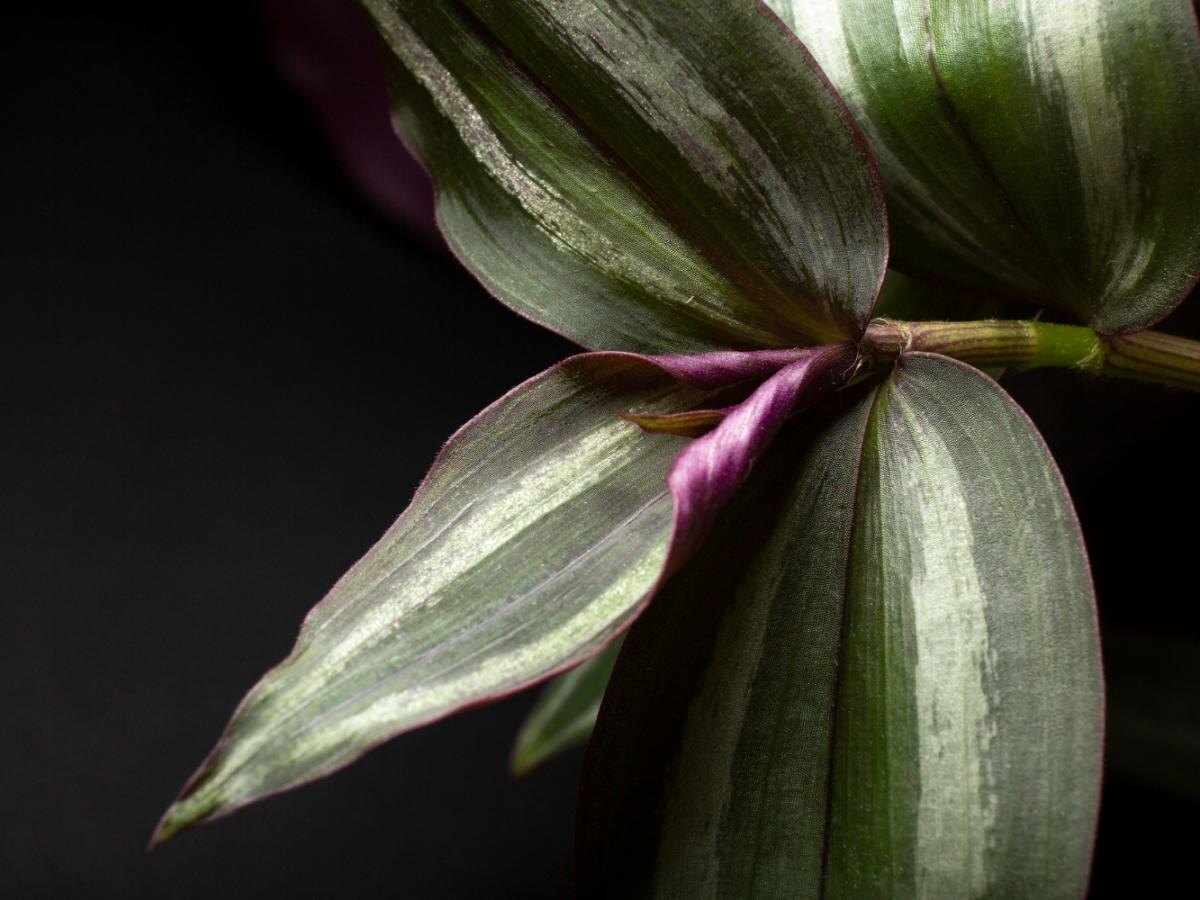 Каллизия: Привлекательные комнатные растения с экзотическим обаянием