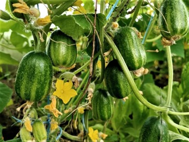 ������� ��������� ����������� �������: ��������� ����������� �� ����������