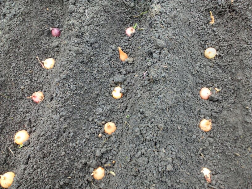 Как подготовить сад к зиме: практические советы на март