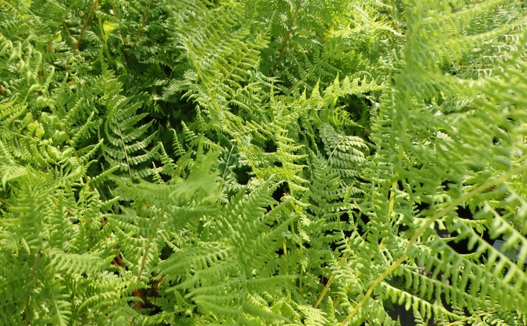 Кочедыжник: как вырастить и ухаживать за этим удивительным папоротником