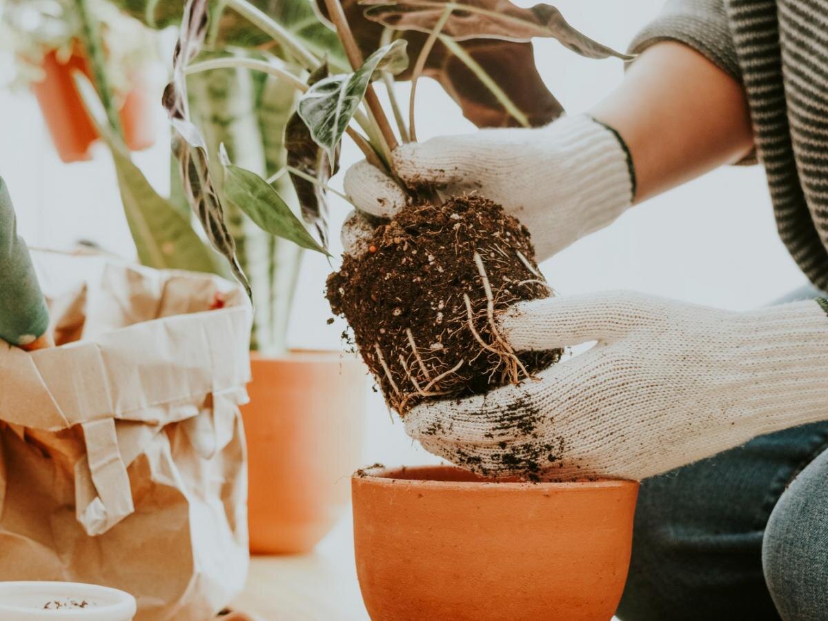 Как помочь комнатным растениям восстановиться после зимы: советы и рекомендации