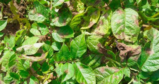 ��� ������ ��������� �� ���������: ���� ����������� �����