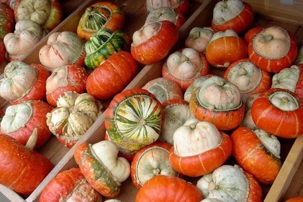 Тыква Турецкий тюрбан: от декоративной до кулинарной звезды