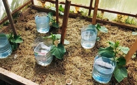 ��������� ����� �� �������: �������� ������� � ������ � ���������