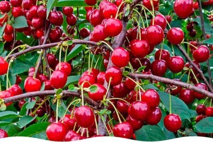 ���������� ����������� ����� ����� ������ ��������, ������� ����� �����