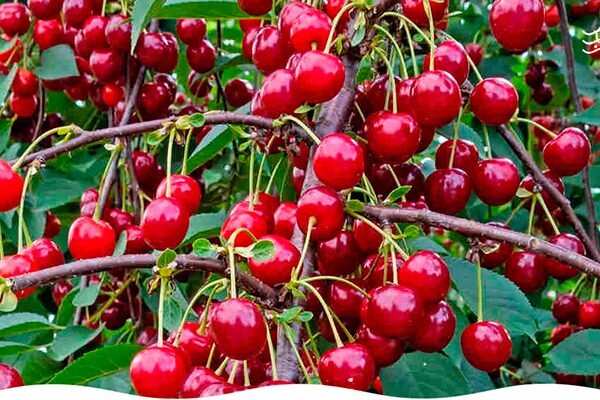 Уникальные особенности вишни сорта Память Еникеева, которые стоит знать