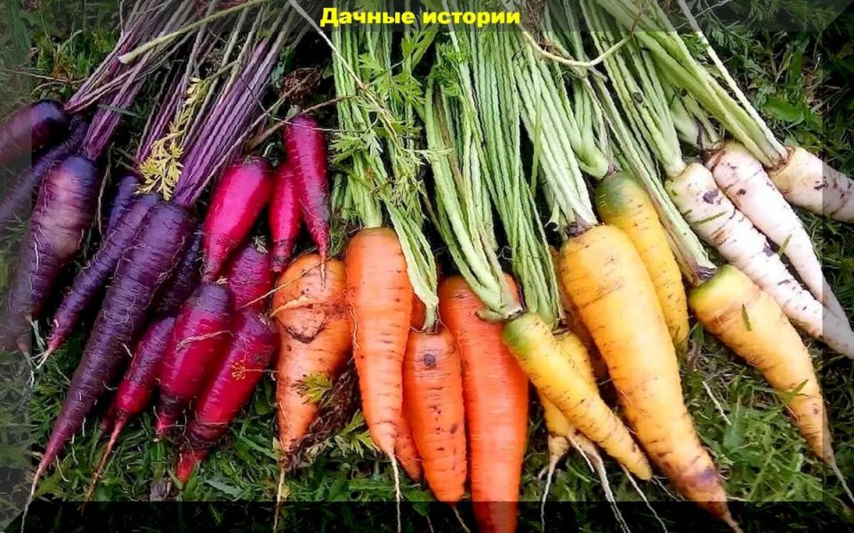 ������ ������� ������ � ������� � ������ ���: �������� �������