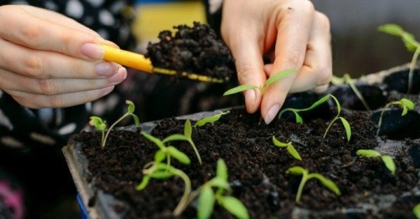 Секреты идеального грунта для рассады: что нужно знать?