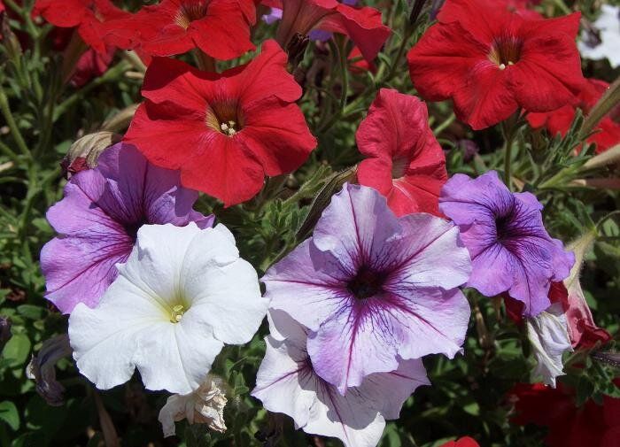 ����������� �������: ��� ��������� � � �������