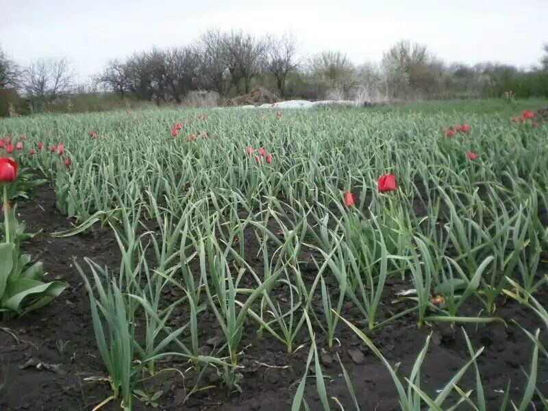 ������� ������ ����������� �������: ������� ������ � �������� ��������