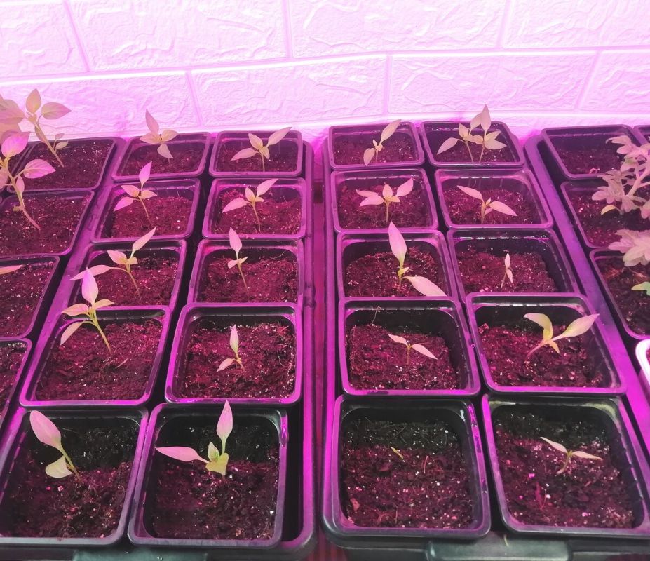 ��������� ����� � ��������: ��� ����� ������ ����� �������