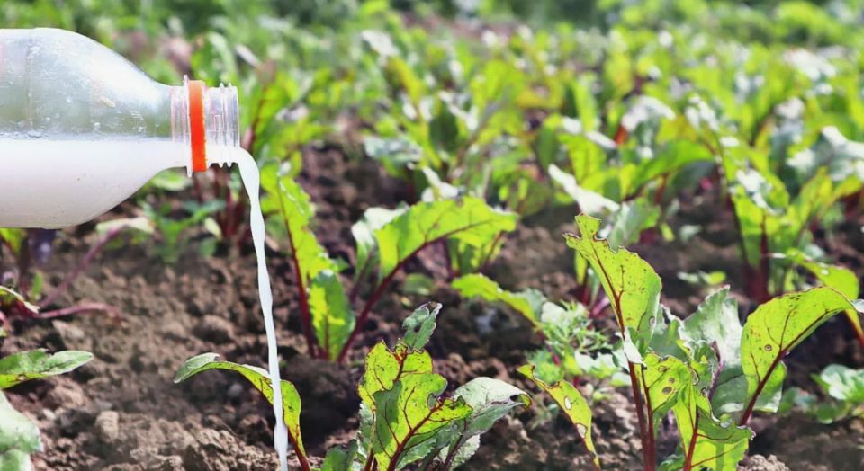 ����: ������ ������� � ������� ������