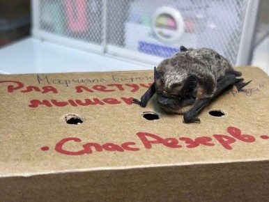 ��� �����������, ���� � �������� �������� ������� ����