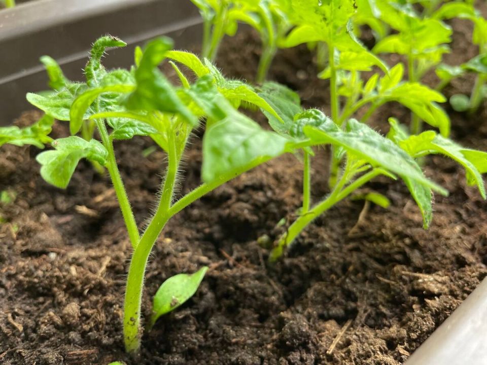 ��� ������ ��������� ������� ������������ �������� � ������ ������