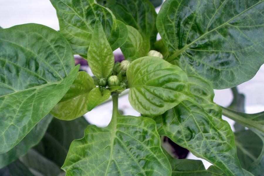 ��� ������ �������: ������������ �������� ���� ��� ������ ������