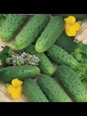 Сахарный малыш: идеальный огурец для раннего урожая в теплице