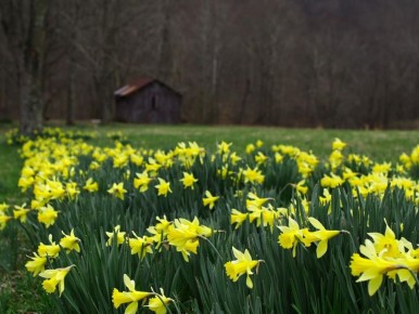 Цветы-агрессоры: как нарциссы угнетают овощи на даче