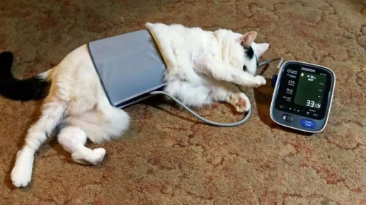 Курганцы могут бесплатно проверить точность своих тонометров