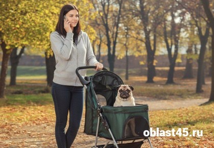 Собака вместо малыша: в Курган пришла мода на прогулки с псами в колясках