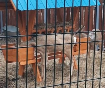 �������� ����������� ���������� �������� � ����������